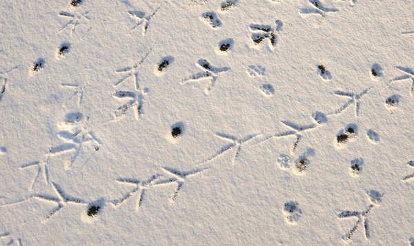 Quiz: Herken jij deze sporen in de sneeuw?