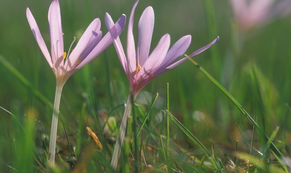 Kunnen planten kanker helpen bestrijden?