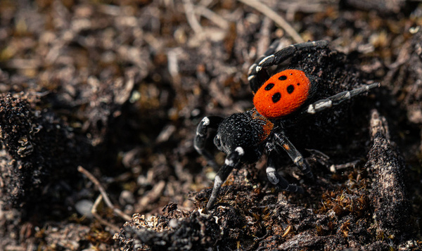 Stippen, vlekken en polkadotjes in de natuur
