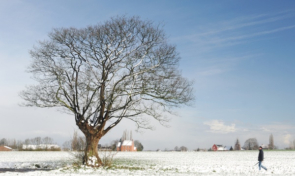 Welke loofbomen hebben nu al bladeren?