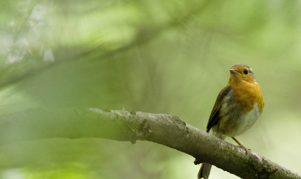 10 verleidingstrucs uit Onze Natuur voor een wilde Valentijnsnacht!