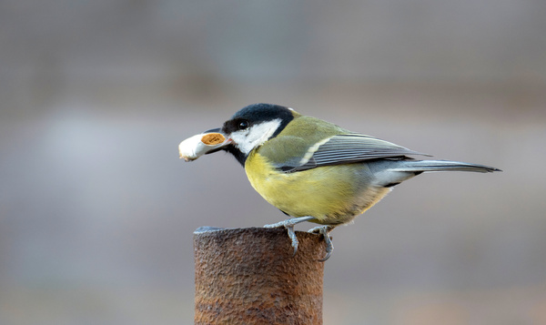 10 dingen die je moet weten over sigarettenpeuken in de natuur