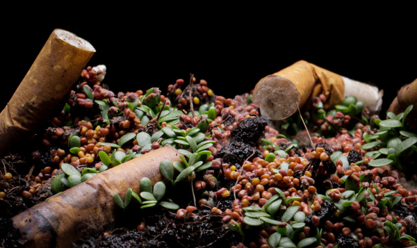 Timelapse laat zien hoe sigaretten plantengroei remmen