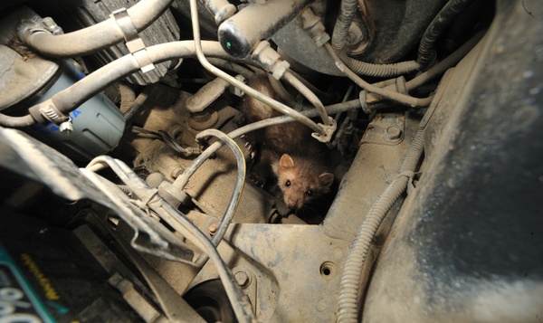 Dieren onder de motorkap: eerste hulp bij marterschade