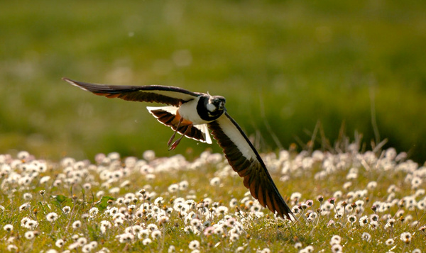 Kievit luidt al dansend de lente in