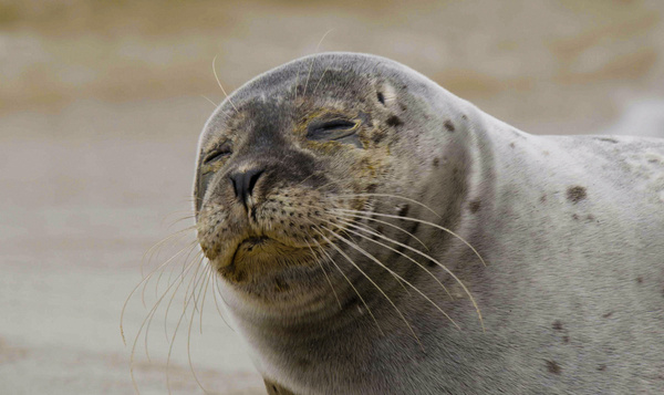 De zeehond in Iedereen beroemd