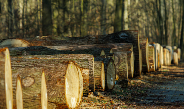 Zo zorgt dit houtpark voor duurzaam houtgebruik
