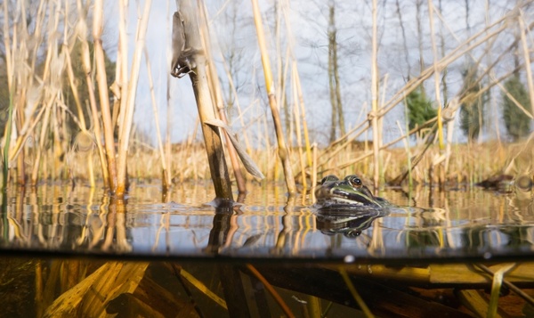 Houden kikkers het hoofd boven water?