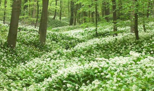 Een tapijt van daslook in het Hallerbos