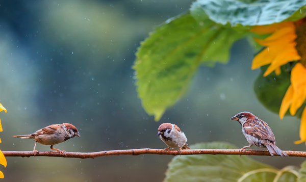 De natuur voorspelt het weer