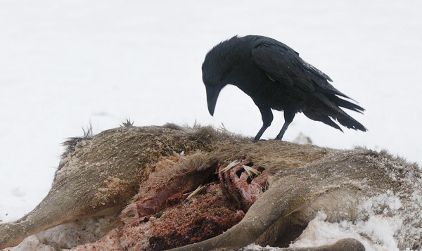 De raaf in Iedereen beroemd