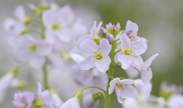Pinksterbloem houdt het altijd droog