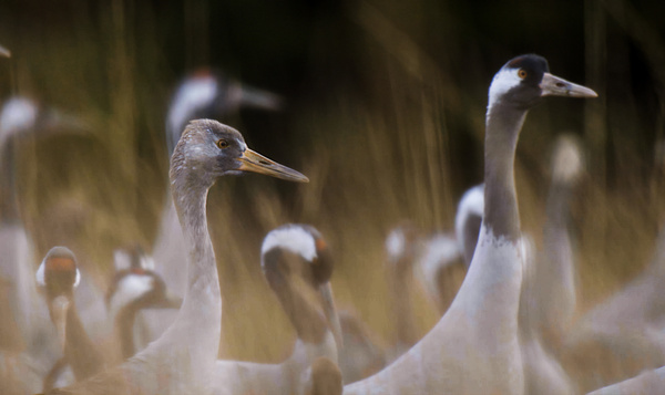 De kraanvogel in Iedereen beroemd