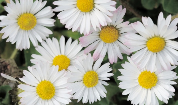 Hoeveel blaadjes telt een madeliefje?