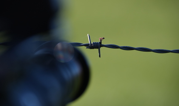 Het dagboek van Pim: vliegende spinnen