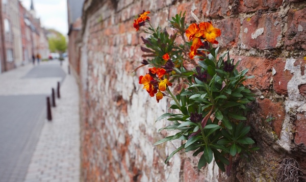 Florachallenge #5: Zoek 3 muurplantjes en inspecteer ze met je DIY vergrootglas