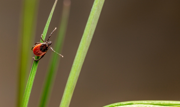 Uitgetest: hoeveel teken zitten er in jouw tuin?