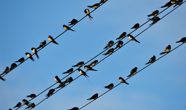 Alle zwaluwen op een rijtje