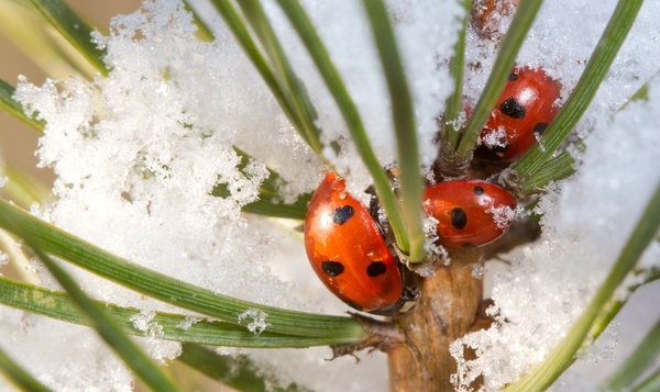 Wat zijn de gevolgen van de plotse temperatuurveranderingen op onze natuur?
