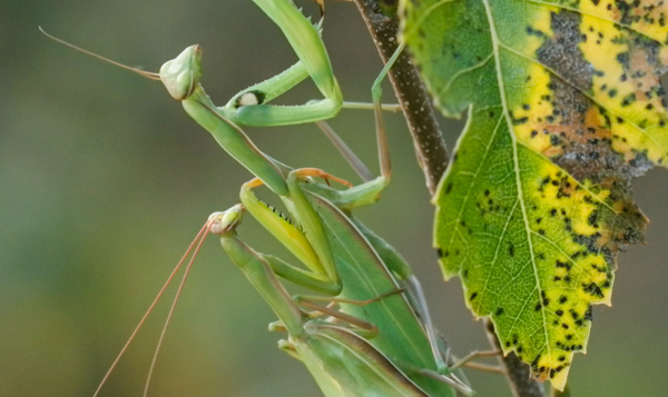 Allesverterende liefde