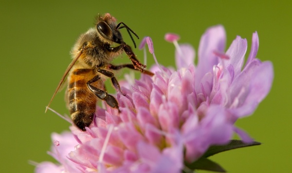 8 dier- en plantensoorten die op Secretaressedag ook een bloemetje verdienen