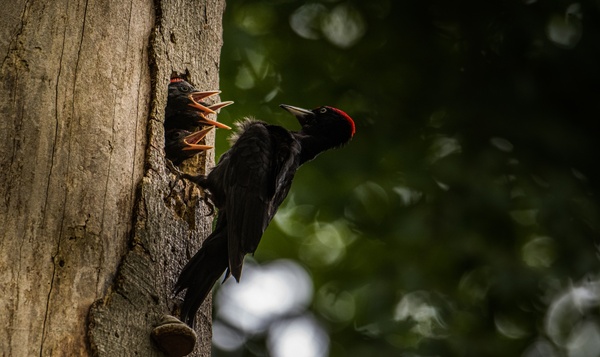 Vogels en hun territoriaal gedrag