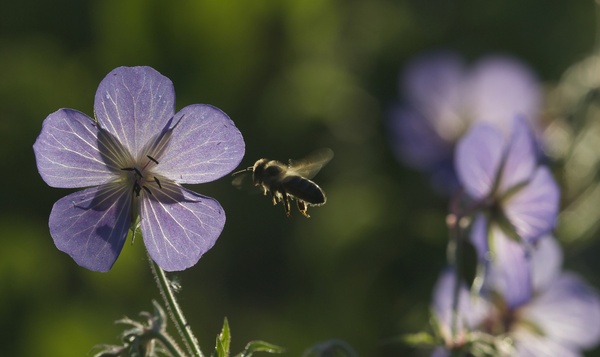 Faunachallenge #2: Volg een wilde bij van bloem tot bloem