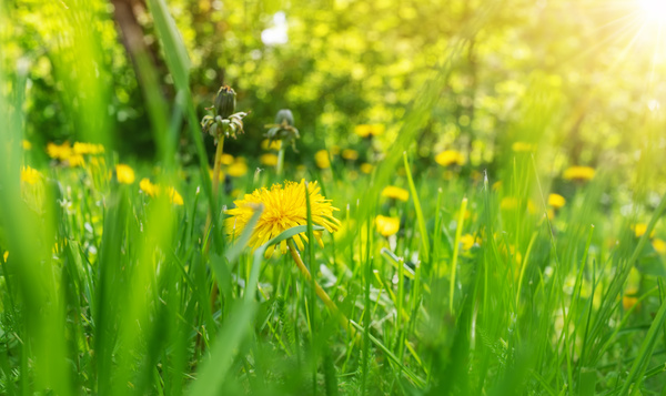 #WordNatuurontdekker: doe de florachallenge