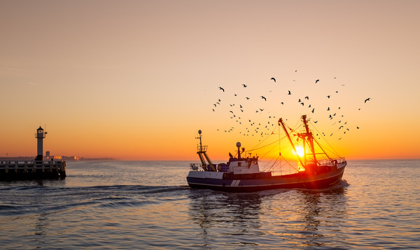 Wat is de impact van de visserij op onze Noordzee?