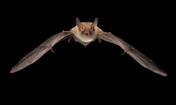 Nachtchallenge #5: Speel eens met een vleermuis