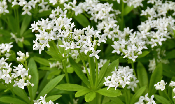 Lievevrouwebedstro voorspelt regenbuien