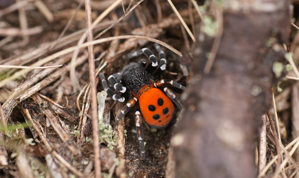 Dagboek van Pim: Lentevuurspin op vrijersvoeten