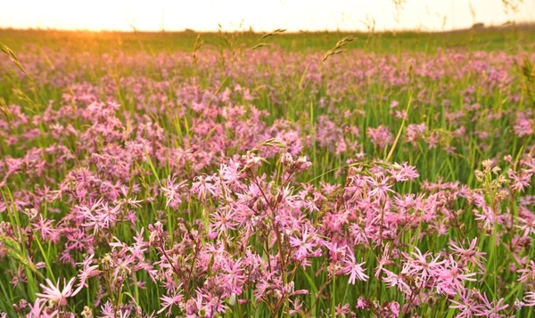 Velden vol echte koekoeksbloemen in de Uitkerkse polders