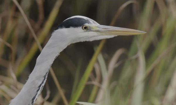 Dagboek van Pim: op bezoek in de tuin van de koning