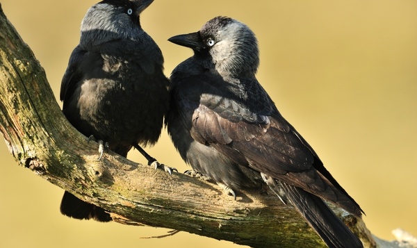 Kauwenliefde: it’s complicated