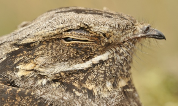 Dagboek van Pim: het verborgen leven van de nachtzwaluw
