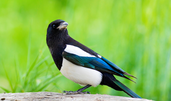 Is de ekster een etter?