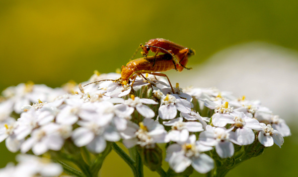 FABulous Farmers: Bloemen en beestjes
