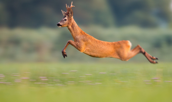 Maak kennis met het Olympisch team van Onze Natuur!