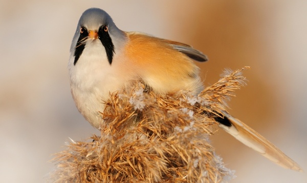 De mooiste snorren en baarden uit onze natuur