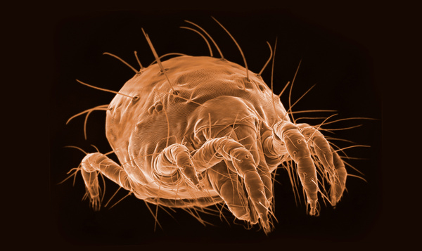 Is de huisstofmijt méér dan een ongewenste bedgenoot?