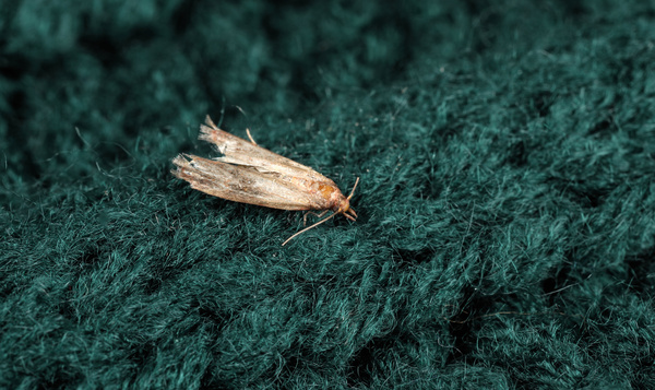 Geplaagd door motten