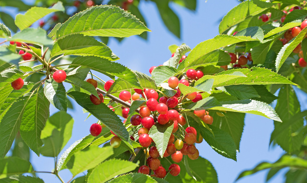 Bladeren van zoete kers maken nectar