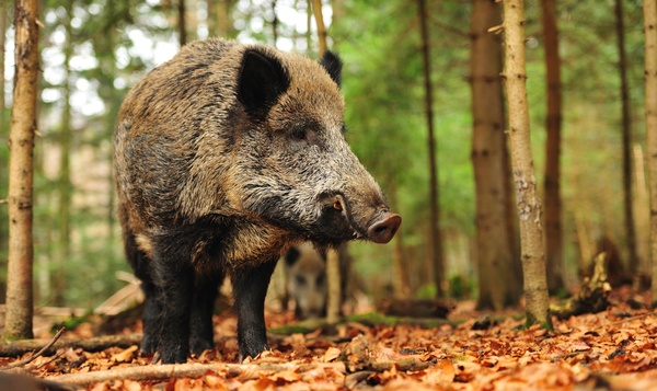 Wilde zwijnen krijgen lentekriebels in de herfst