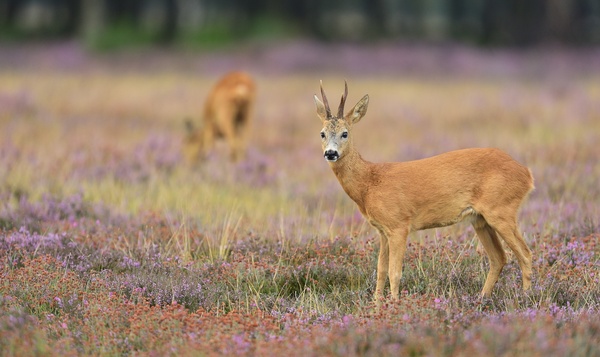 Wat je nog niet wist over … het gewei van het ree