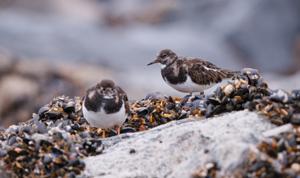 Onverwacht Belgisch feestmaal