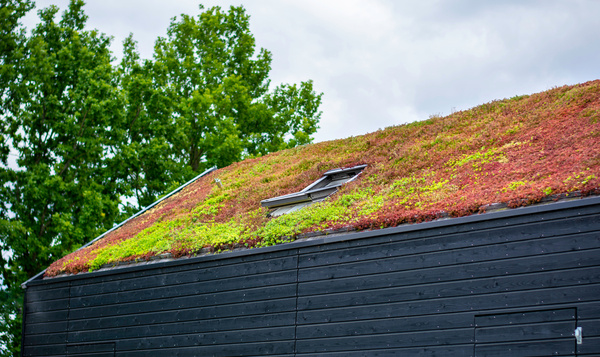 Een groendak boven je hoofd