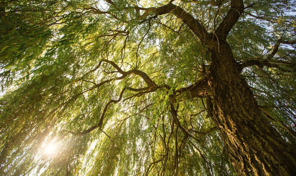 De treurwilg brengt méér dan alleen verdriet