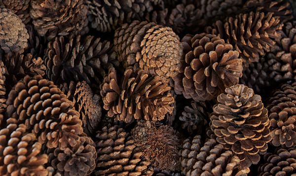 Wat hebben dennenappels gemeen met konijnen?