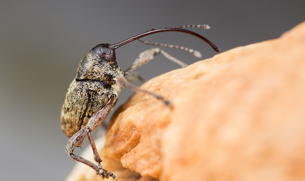 Mijn huis is een noot
